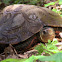 Honduran Wood Turtle