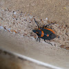 Florida Predatory Stink Bug