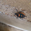 Florida Predatory Stink Bug
