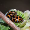 Common Spotted Ladybirds