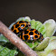 Common Spotted Ladybirds