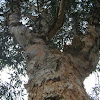 Paperbark tree