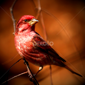 by Paul Mays - Animals Birds