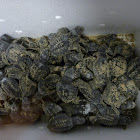Kemp's Ridley sea turtle hatchlings