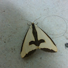 Clymene Moth