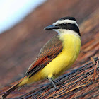 Great Kiskadee