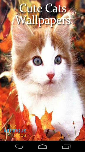 Cute Cats Live Wallpapers