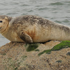 Harbor Seal