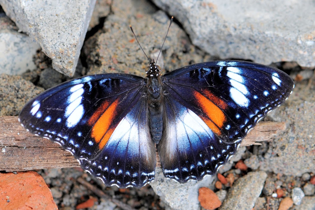 Java Butterfly Hypolimnas Bolina Nérina