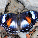 Java Butterfly Hypolimnas Bolina Nérina