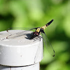Dragonfly, female