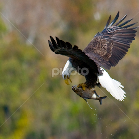 You're Mine by Rod Schrader - Animals Birds