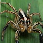 Patropical jumping spider