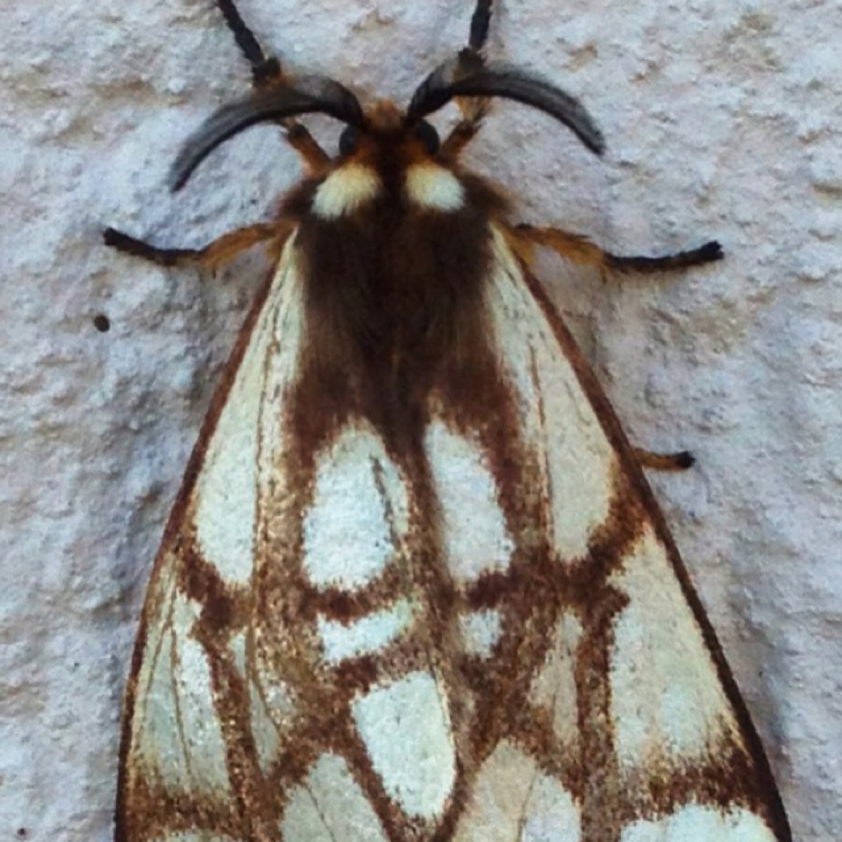 Processionary Moth