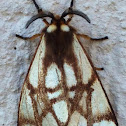 Processionary Moth