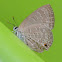 Ciliate Blue Butterfly