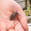 Greater diving beetle (female)