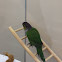 Black-capped parakeet