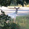 White-tailed Deer (piebald)