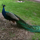 Indian Peafowl