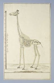 Giraffa camelopardalis (Giraffe), skeleton