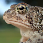 Fowler'sToad