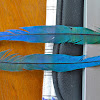 Blue Crowned Mot-Mot/Feathers