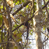 Geoffroy's Tamarin - Mono Tití - Titi Monkey