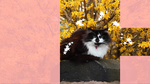 Android application Baby Discover Cats screenshort