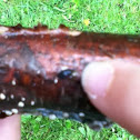 Slug on fungus