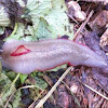 Red-triangle slug