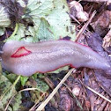 Red-triangle slug