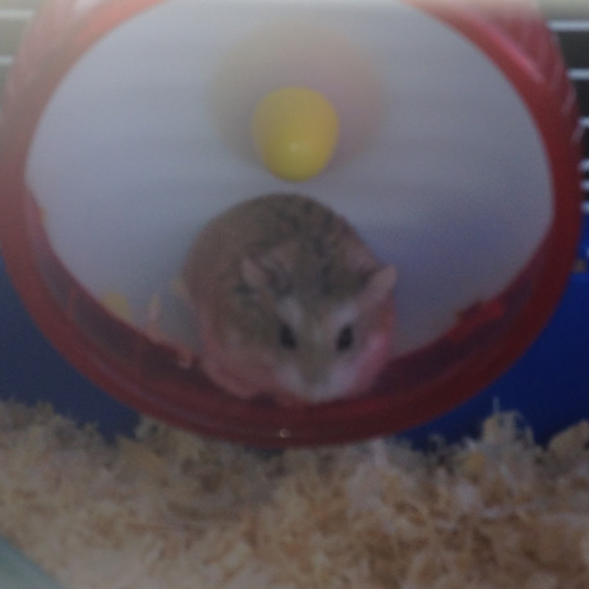 Dwarf Hamster