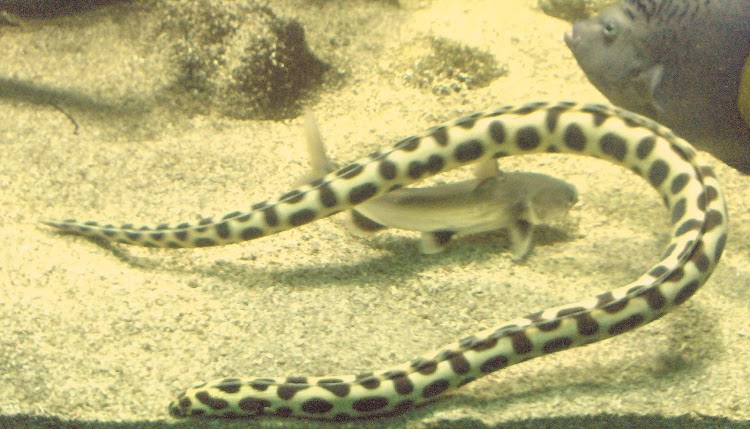 Myrichthys Maculosus
