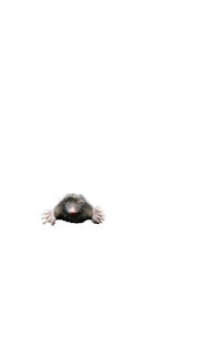 How to get Wack-A-Mole mod apk for laptop