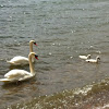 Mute Swans & cygnets