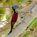 Greater Flameback Woodpecker ♂