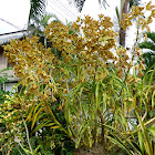Tiger orchid/Sugar Cane orchid