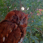 Eastern Screech Owl (Rufous Morph)