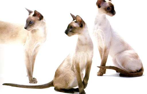 免費下載生活APP|Siamese Cat Wallpapers HD app開箱文|APP開箱王
