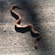 southern copperhead