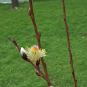 French Pussy Willow
