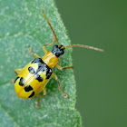Skeletonizing leaf beetle