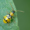 Skeletonizing leaf beetle