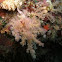 Soft coral