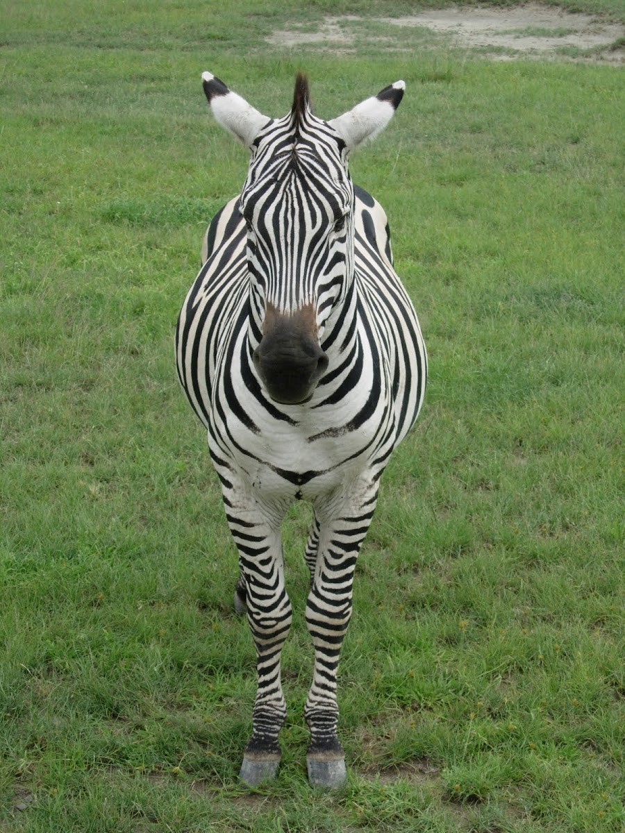 Cebra común. Plains zebra