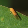 Psyllid bug