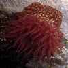Anémona de mar. Strawberry anemone