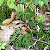Ground pine club moss