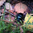 Echte Mestkever (Dor beetle or Geotrupidae)